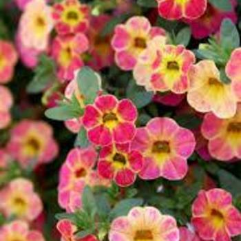 Calibrachoa 'Sunshine Berry' 