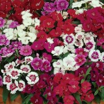 Dianthus Caryophyllus 'Chiba Mix' 