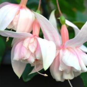 Fuchsia magellanica 'Pink Marshmallow' 