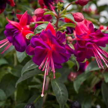 Fuchsia magellanica 'Upright White' 