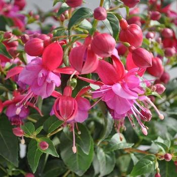 Fuchsia magellanica 'Basket Double Pink Lilac' 