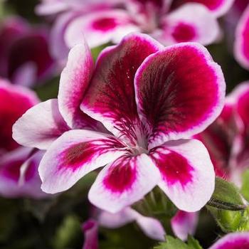 Pelargonium 'Angel's Perfume' 