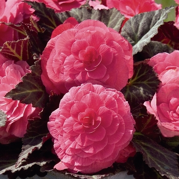 Begonia x tuberhybrida 'Mocca Pink Shades' 