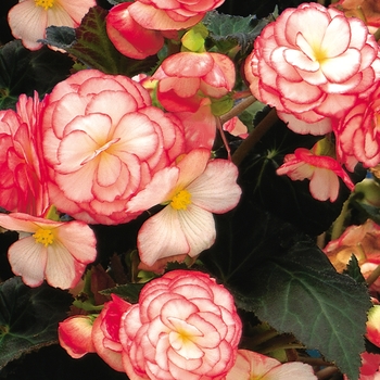 Begonia x tuberhybrida 'Rose Petticoat' 