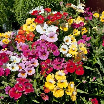 Nemesia caerulea 'Sweet Honey Mix' 