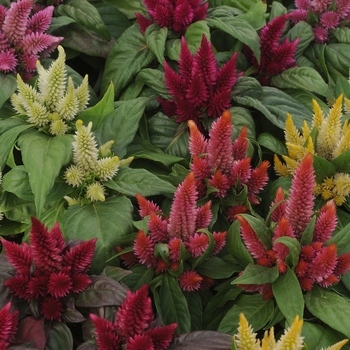 Celosia Kosmo 'Mix'