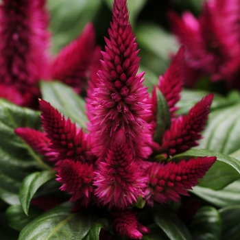 Celosia 'Cherry' 