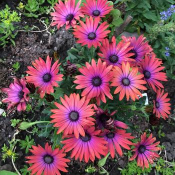 Osteospermum fruticosum 'Bronze' 