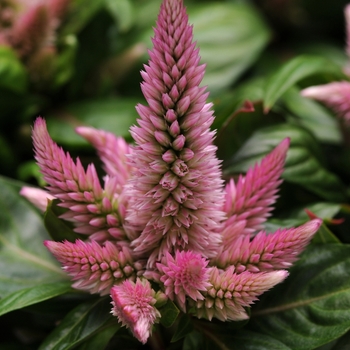 Celosia 'Pink' 