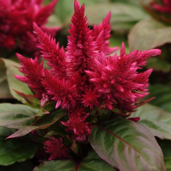 Celosia 'Purple Red' 