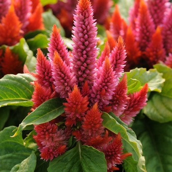 Celosia 'Salmon' 