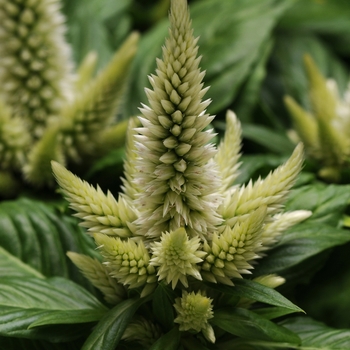 Celosia 'Vanilla' 