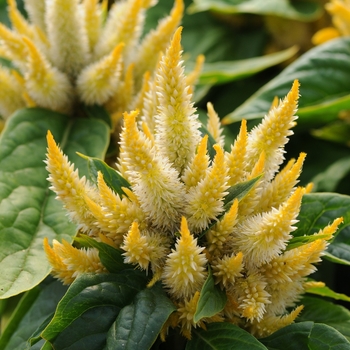 Celosia 'Yellow' 