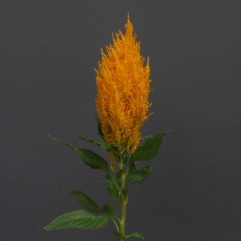 Celosia plumosa 'Gold' 