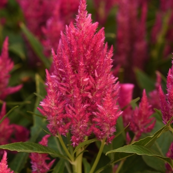 Celosia Sunday™ 'Bright Pink'