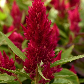 Celosia Sunday™ 'Cherry'