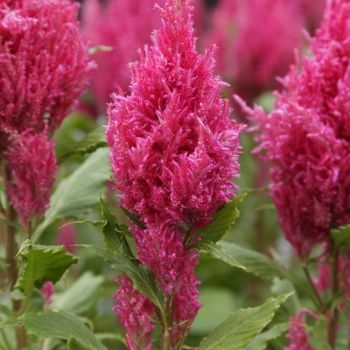 Celosia 'Dark Pink' 