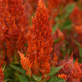 Celosia Sunday™ 'Orange'