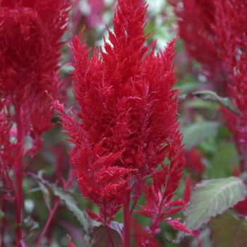 Celosia Sunday™ 'Red'