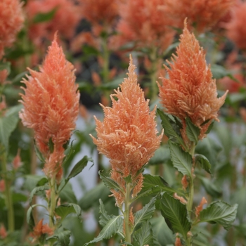 Celosia 'Salmon' 