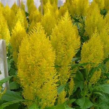 Celosia 'Yellow' 