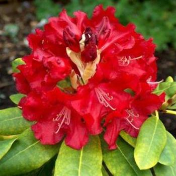 Rhododendron 'War Dance' 