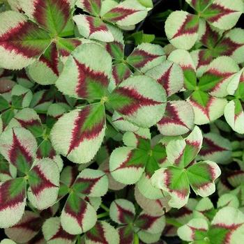 Trifolium repens 'Green Glow' 