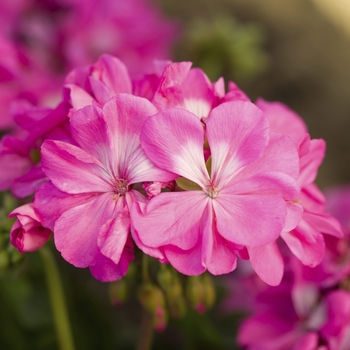 Pelargonium 'Pink' 