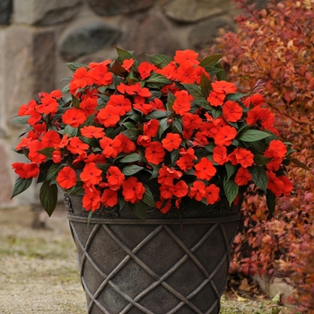 Impatiens hawkeri 'Bronze Leaf Orange' 