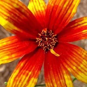 Coreopsis verticillata 'Sunset Strip' PP22670