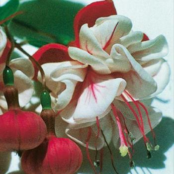 Fuchsia 'Trailing White Eyes' 