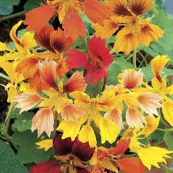 Tropaeolum minor 'Phoenix' 