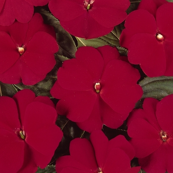 Impatiens hawkeri 'Cherry Red' 