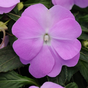 Impatiens hawkeri 'Blue Pearl' 