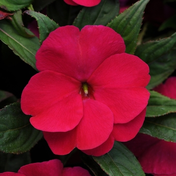 Impatiens hawkeri 'Burgundy' 