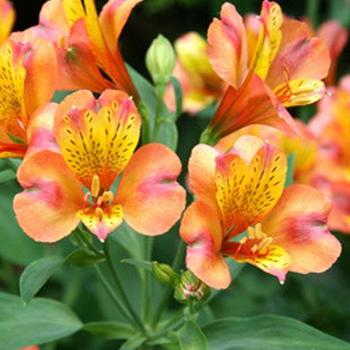 Alstroemeria 'Majestic Henri' 