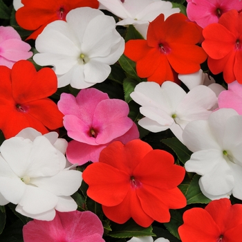 Impatiens hawkeri 'Fresh Mix' 