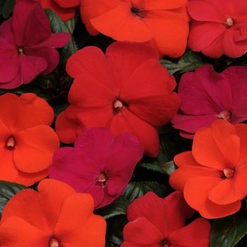 Impatiens hawkeri Divine™ 'Hot Cha Cha Mix'