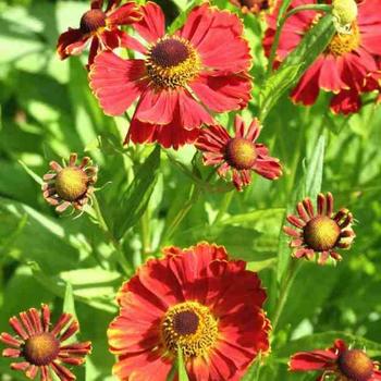 Helenium 'Potter's Wheel' 