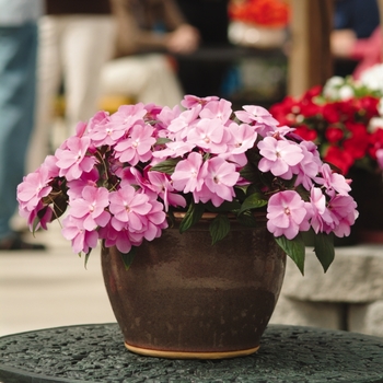 Impatiens hawkeri 'Lavender Improved' 