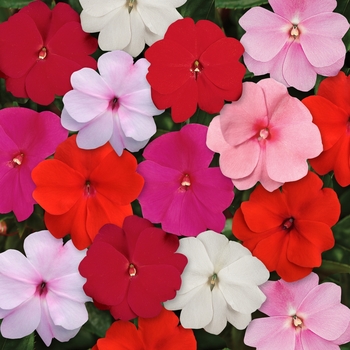 Impatiens hawkeri Divine™ 'Mix'