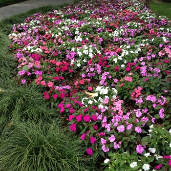 Impatiens hawkeri 'Mystic Mix' 