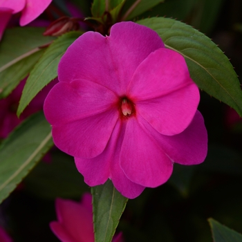 Impatiens hawkeri 'Orchid' 