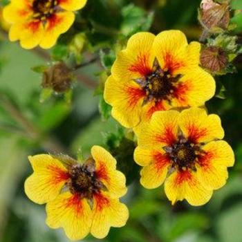 Potentilla 'Esta Ann' 