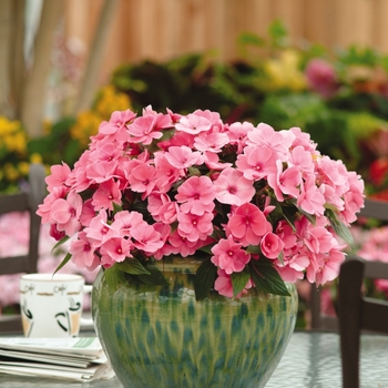 Impatiens hawkeri Divine™ 'Pink Improved'