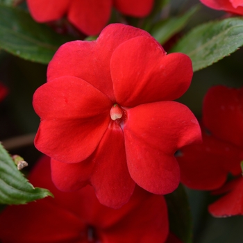 Impatiens hawkeri Divine™ 'Red'