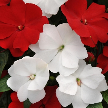 Impatiens hawkeri Divine™ 'Red White Mix'