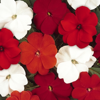 Impatiens hawkeri Divine™ 'Salsa Mix'