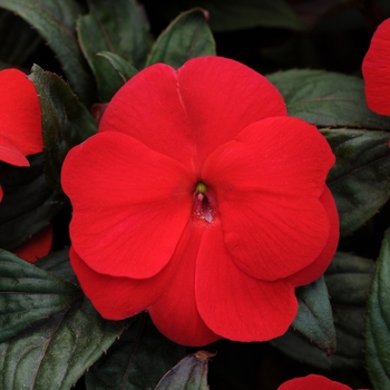 Impatiens hawkeri Divine™ 'Bronze Leaf Scarlet'