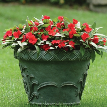 Impatiens hawkeri 'Scarlet Red' 